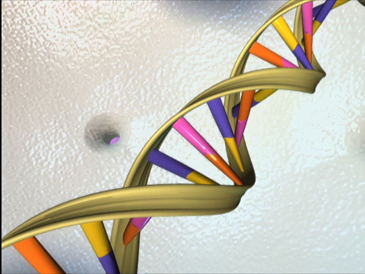 A molecular model of the DNA double helix